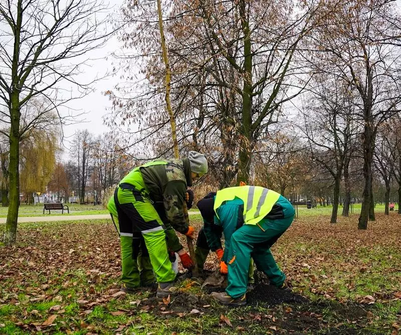 W Katowicach zostanie posadzonych ponad 1300 drzew!