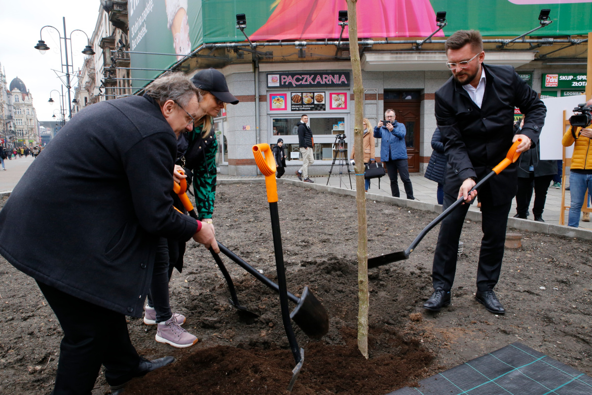Copaci în loc de beton în ul.  Stawowa din Katowice Copaci în loc de beton în ul.  Stawowa din Katowice