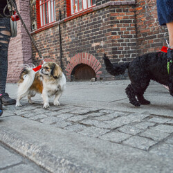Woofstock na Nikiszu [FOTORELACJA]
