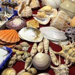 Ślonsko Giełda Minerałów w Spodku