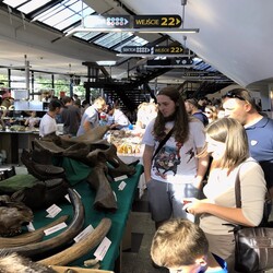 Ślonsko Giełda Minerałów w Spodku