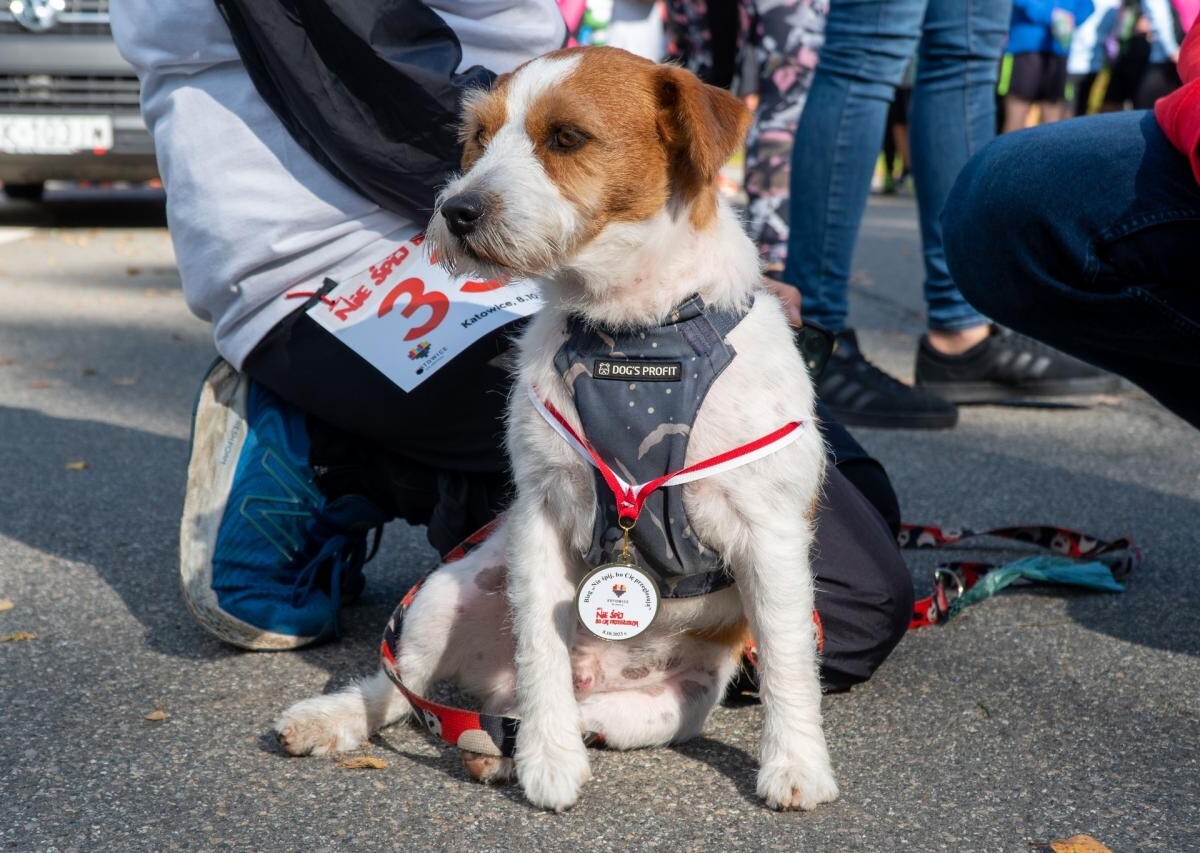 Bieg "Nie śpij, bo cię przegłosują!" za nami. Zobacz, co działo się w Katowicach! / fot. UM Katowice FB