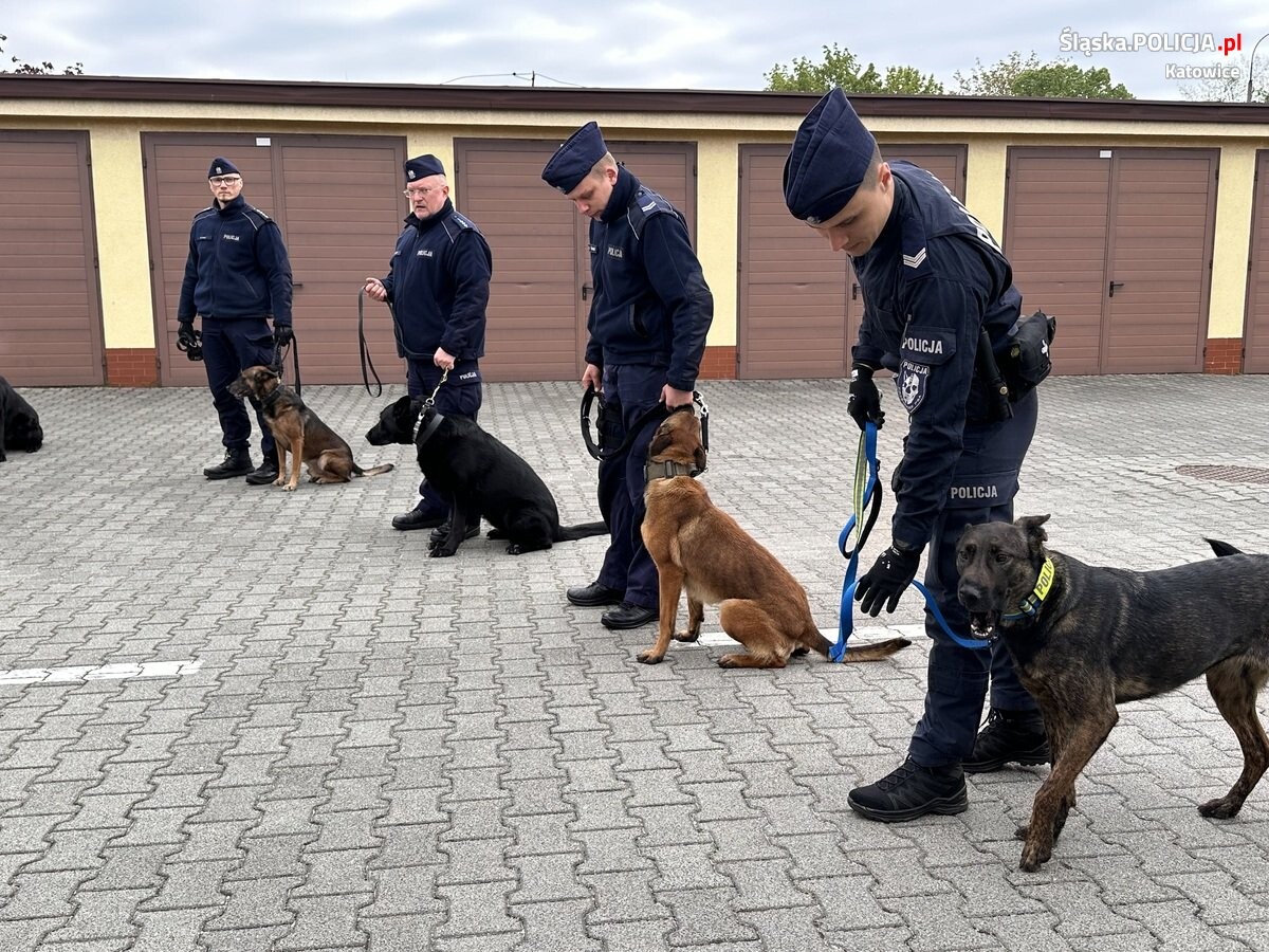Katowiccy przewodnicy psów z pokazem w Szkole Policji / fot. KMP Katowice