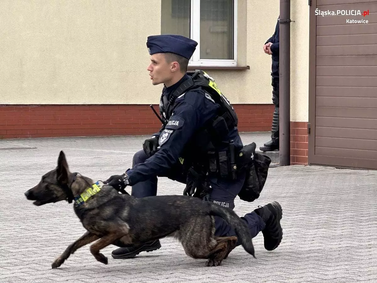 Katowiccy przewodnicy psów z pokazem w Szkole Policji / fot. KMP Katowice