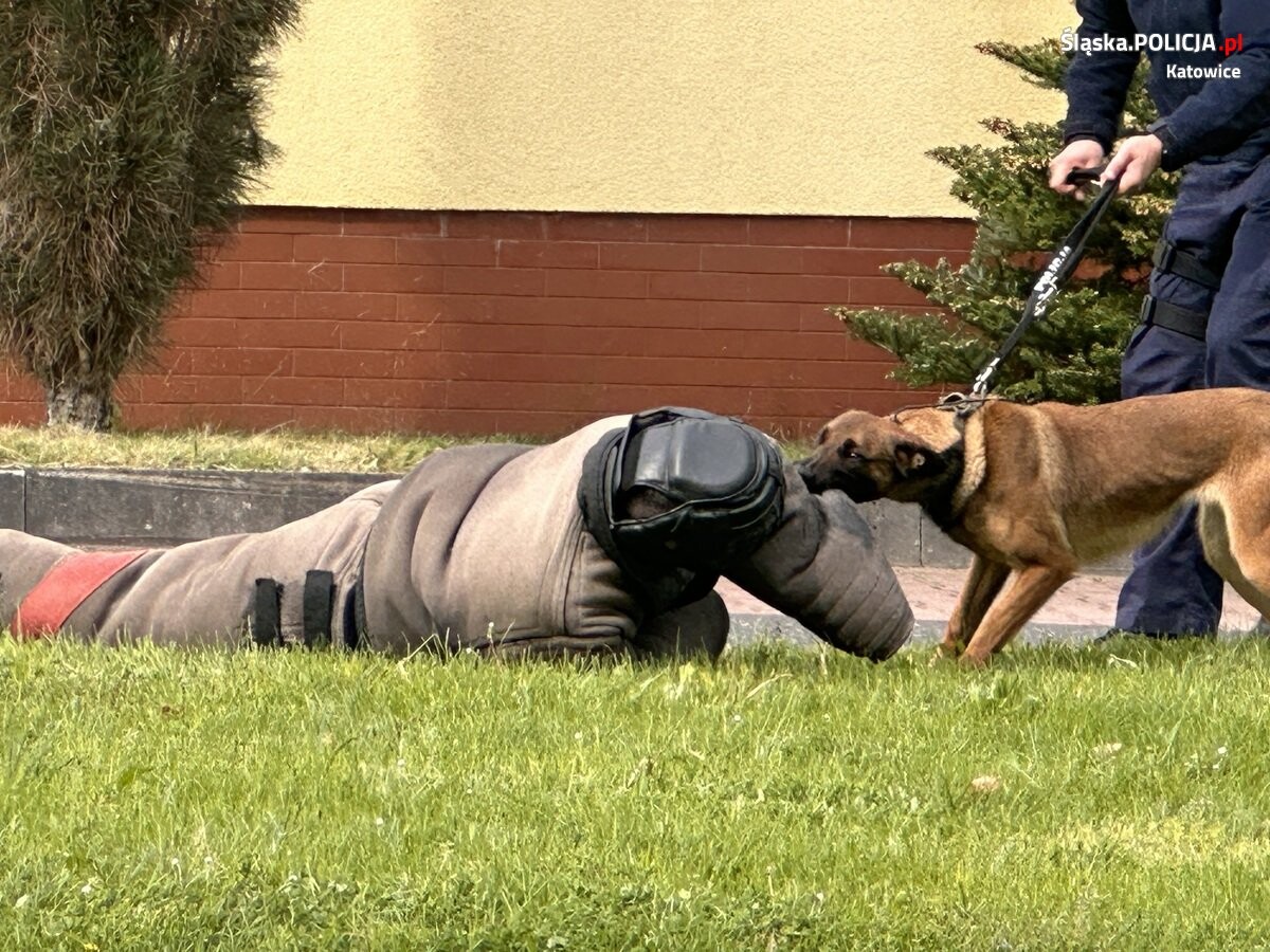 Katowiccy przewodnicy psów z pokazem w Szkole Policji / fot. KMP Katowice