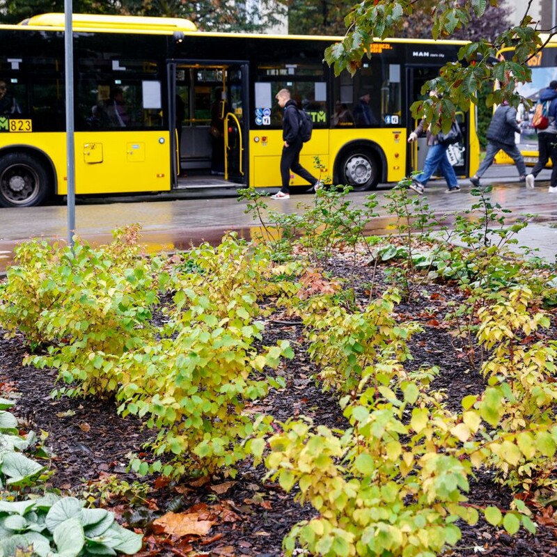 Katowice przeznaczą prawie 600 tys. zł na zielone pomysły mieszkańców