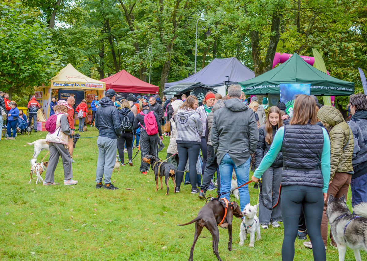 Za nami kolejna odsłona Katowickiego Dnia Psiaka. Zobaczcie, jak było na głównym biegu podczas tegorocznej edycji.