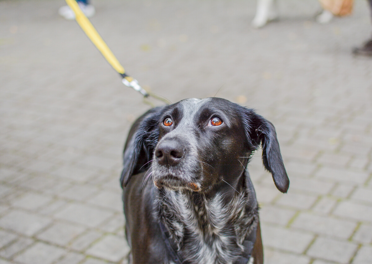 Za nami kolejna odsłona Katowickiego Dnia Psiaka. Zobaczcie, jak było na głównym biegu podczas tegorocznej edycji.