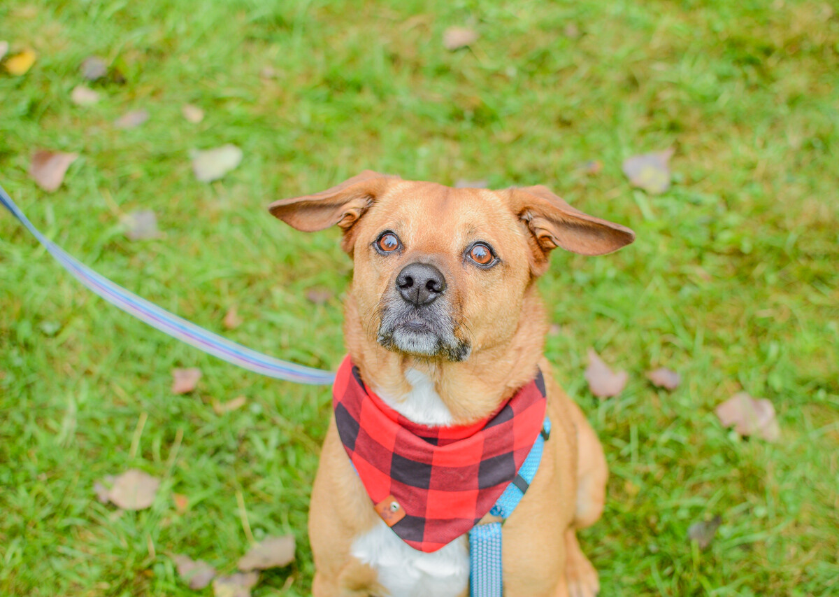 Za nami kolejna odsłona Katowickiego Dnia Psiaka. Zobaczcie, jak było na głównym biegu podczas tegorocznej edycji.