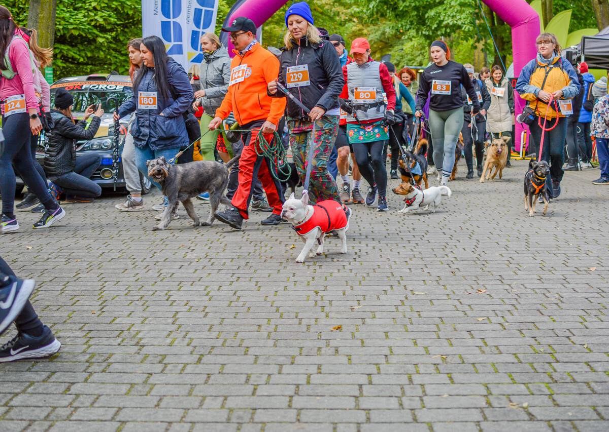Za nami kolejna odsłona Katowickiego Dnia Psiaka. Zobaczcie, jak było na głównym biegu podczas tegorocznej edycji.