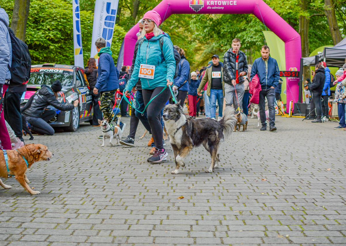 Za nami kolejna odsłona Katowickiego Dnia Psiaka. Zobaczcie, jak było na głównym biegu podczas tegorocznej edycji.