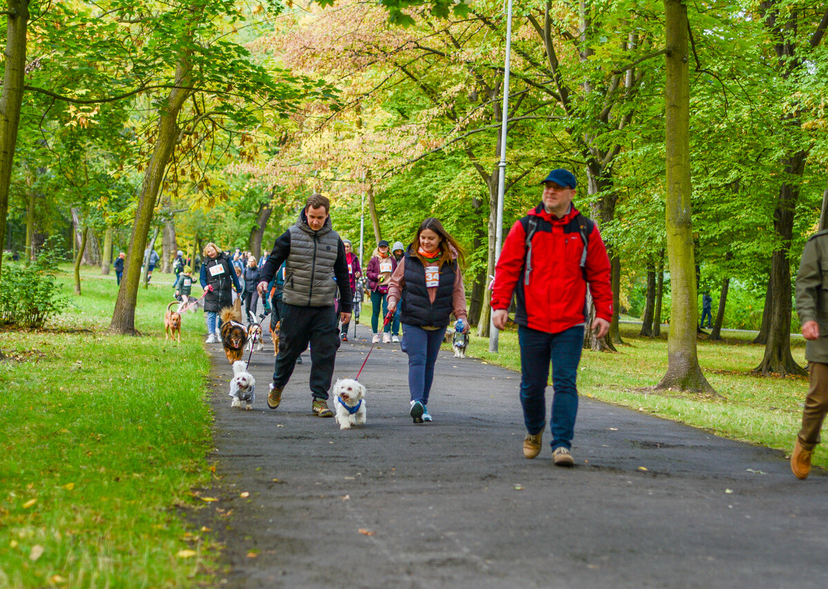 Za nami kolejna odsłona Katowickiego Dnia Psiaka. Zobaczcie, jak było na głównym biegu podczas tegorocznej edycji.
