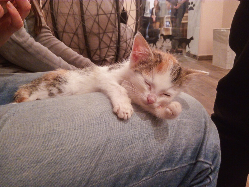 Miau! Kocia kawiarnia już działa!