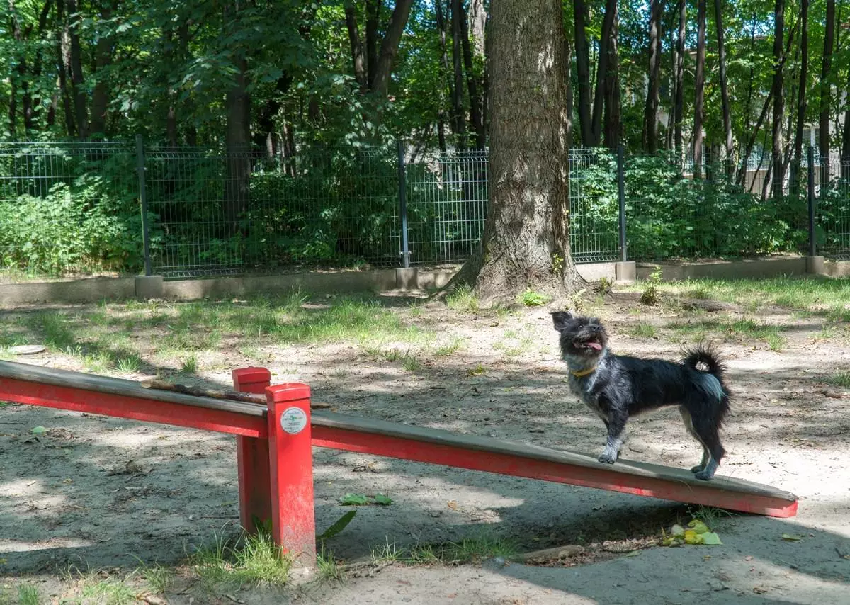 Nowe wybiegi dla psów w Katowicach