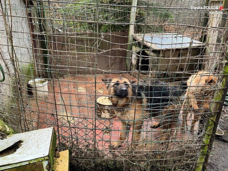 Odebrano właścicielce dwa psy. Zwierzęta były trzymane boksie pełnym fekaliów