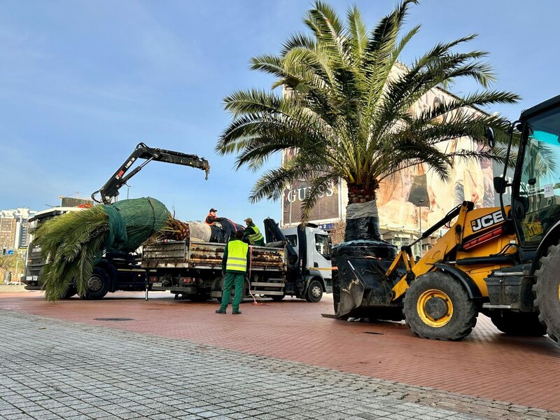 Palmy z katowickiego Rynku żegnają się na zimę. Jadą przezimować w cieplejsze miejsce