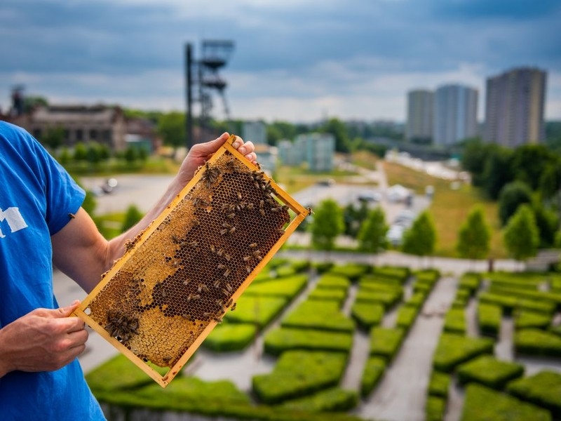 Siedem uli, 25 domków i hektary łąk. Katowice wspierają zapylacze
