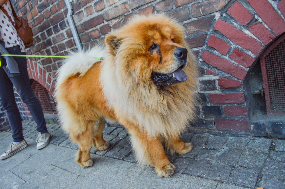 Przez Nikiszowiec przeszła parada psiaków. Spore stadko czworonogów obserwowali mieszkańcy, przechodnie... i nasz fotoreporter.