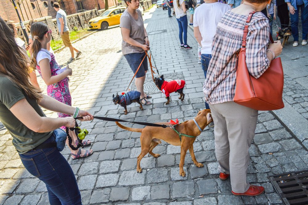 Przez Nikiszowiec przeszła parada psiaków. Spore stadko czworonogów obserwowali mieszkańcy, przechodnie... i nasz fotoreporter.