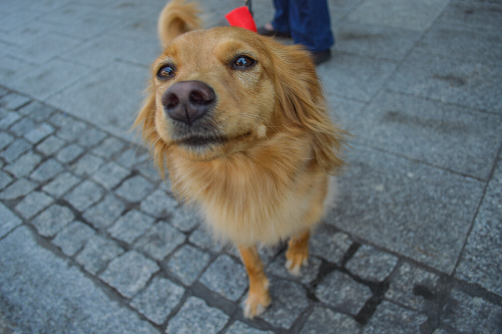 Przez Nikiszowiec przeszła parada psiaków. Spore stadko czworonogów obserwowali mieszkańcy, przechodnie... i nasz fotoreporter.