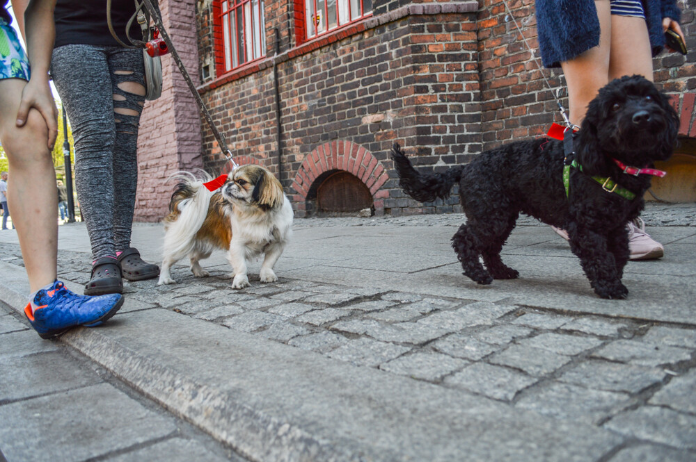 Przez Nikiszowiec przeszła parada psiaków. Spore stadko czworonogów obserwowali mieszkańcy, przechodnie... i nasz fotoreporter.