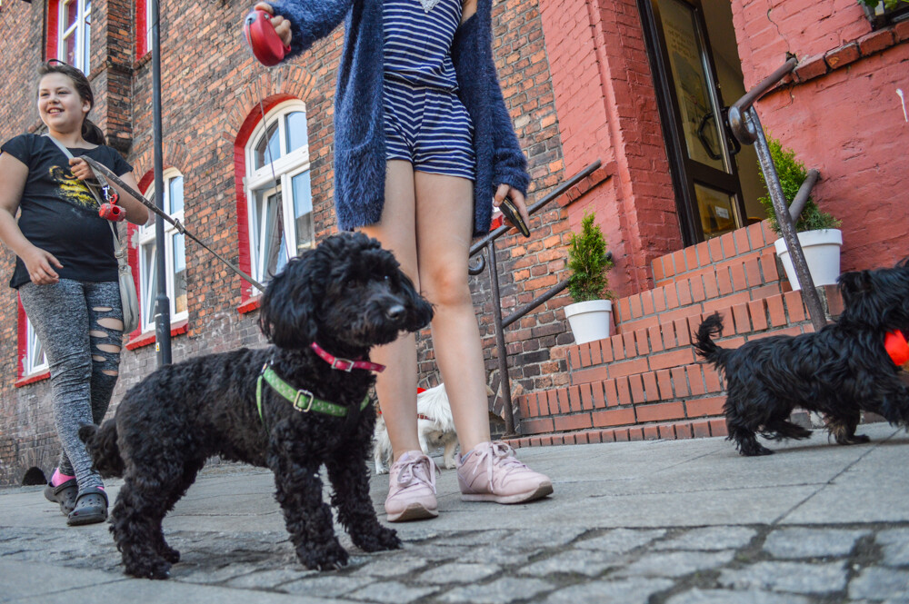 Przez Nikiszowiec przeszła parada psiaków. Spore stadko czworonogów obserwowali mieszkańcy, przechodnie... i nasz fotoreporter.