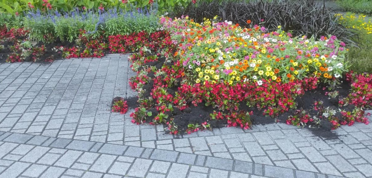 Zniszczenia spowodowane przez dziki / fot. KAW